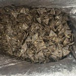 树中央养生福鼎老白茶2023年寿眉三角紧压茶小茶饼200克袋装